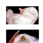 Фотодокумент 80