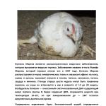 Фотодокумент 77 Фотодокумент 77